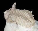 Bumpy Hoplolichoides Trilobite From Russia #11994-2